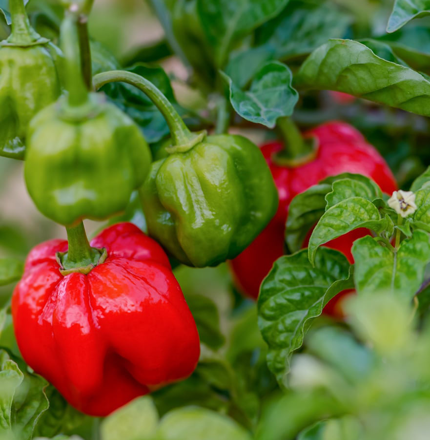 Scotch Bonnet Chilli Seeds - Premium Pack of 40 with Growing Guide