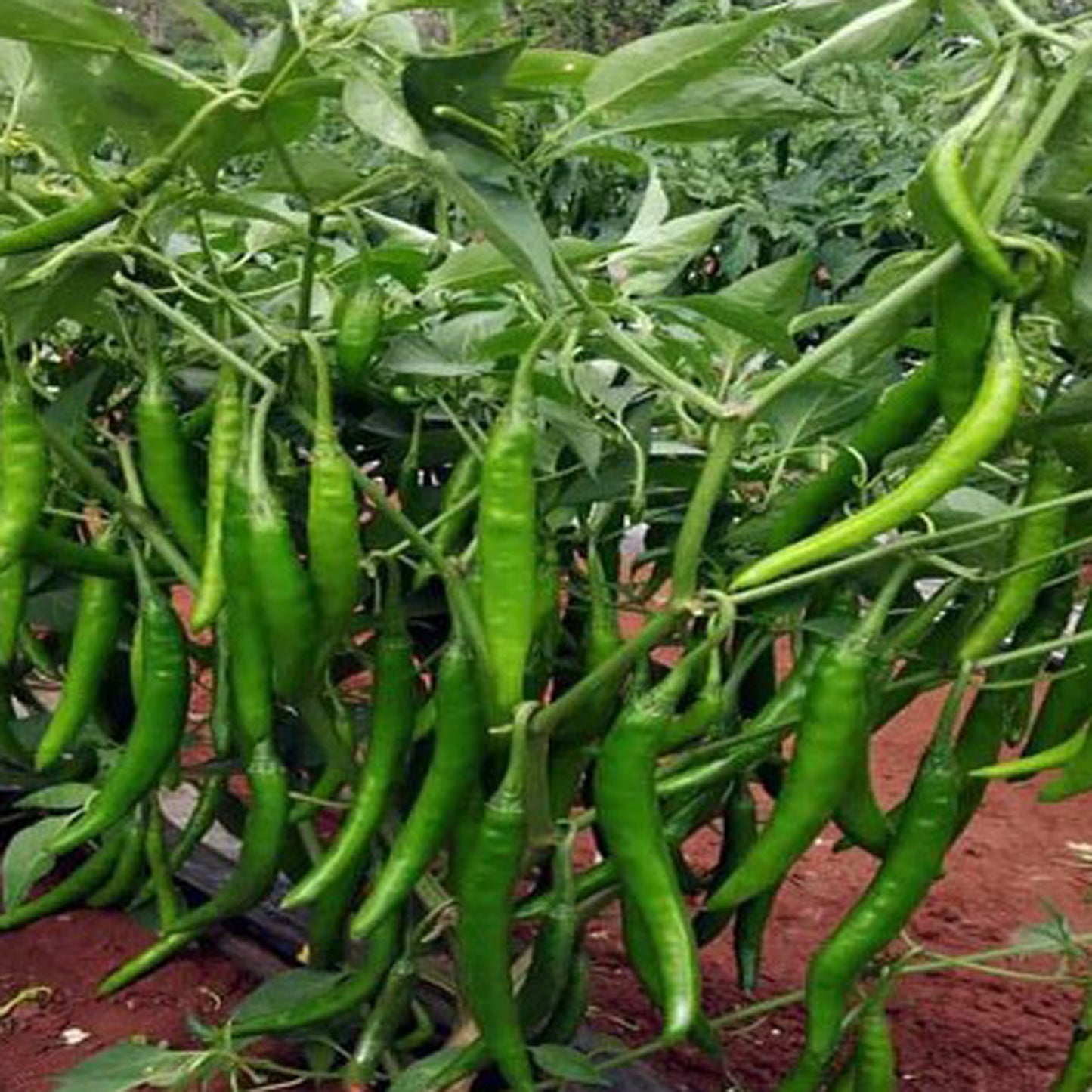 Finger Chilli Growing Kit - Grow Your Own from Seed | Complete Starter Set