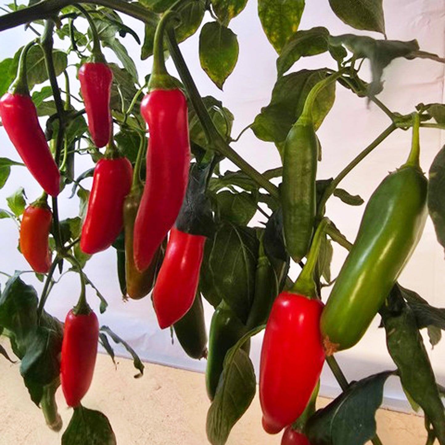 Medium Chilli Seeds - Premium Pack of 40 with Growing Guide