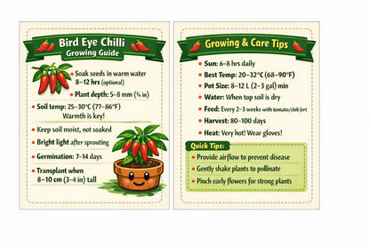 Bird's Eye Chilli Seeds - Premium Pack of 40 with Growing Guide