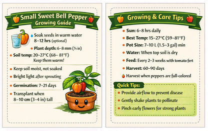 Mini Sweet Pepper Seeds - Premium Pack of 40 with Growing Guide