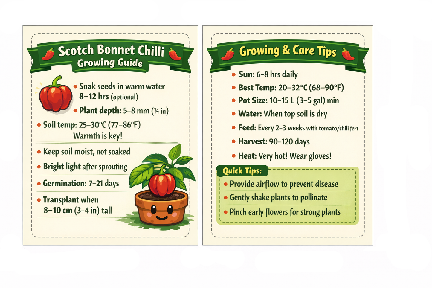 Scotch Bonnet Chilli Seeds - Premium Pack of 40 with Growing Guide