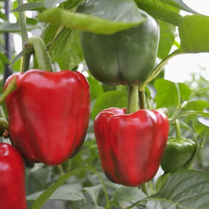 Bell Pepper Growing Kit - Grow Your Own from Seed | Complete Starter Set