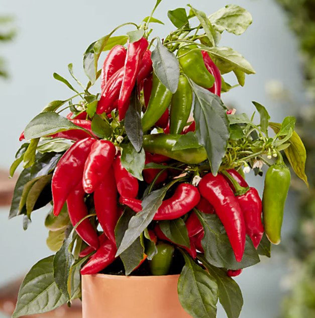 Mild Red Chilli Seeds - Premium Pack of 40 with Growing Guide