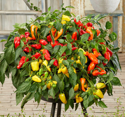 Mini Sweet Pepper Growing Kit - Grow Your Own from Seed | Complete Starter Set