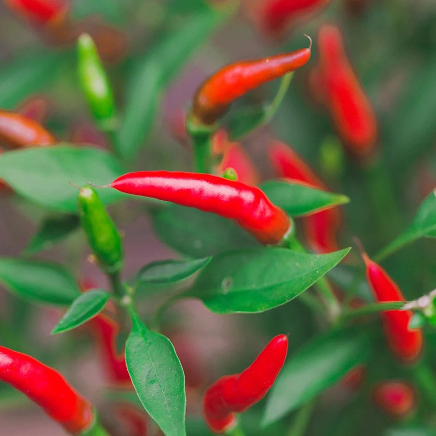 Bird's Eye Chilli Seeds - Premium Pack of 40 with Growing Guide
