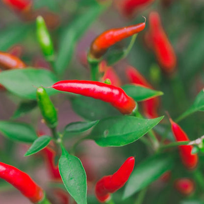 Bird's Eye Chilli Seeds - Premium Pack of 40 with Growing Guide